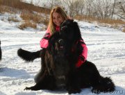 Превью фото № 221529