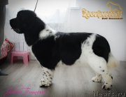 Превью фото № 221565