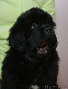 Превью фото № 221585