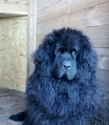 Превью фото № 221598