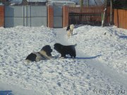 Превью фото № 221604