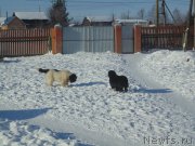 Превью фото № 221616