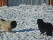 Превью фото № 221617