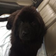 Превью фото № 221647