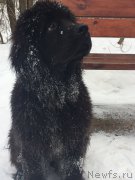 Превью фото № 221650