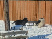 Превью фото № 221654