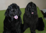 Превью фото № 221664