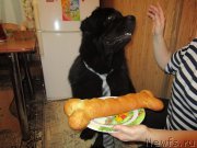 Превью фото № 221684