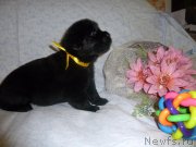 Превью фото № 221685