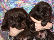 Превью фото № 221687