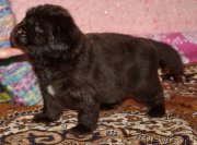 Превью фото № 221688