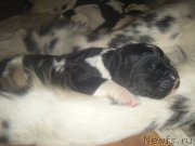 Превью фото № 221765