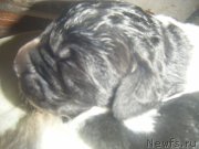 Превью фото № 221767