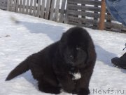 Превью фото № 221779