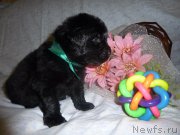 Превью фото № 221781