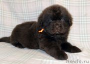 Превью фото № 221844