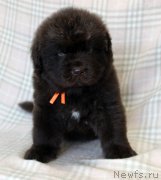 Превью фото № 221845