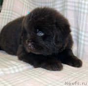 Превью фото № 221848