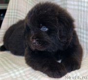 Превью фото № 221849