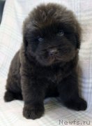 Превью фото № 221850