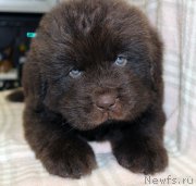 Превью фото № 221851