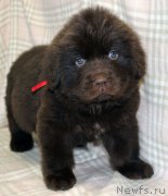 Превью фото № 221854