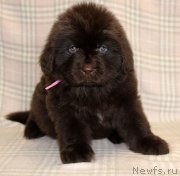 Превью фото № 221857