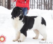 Превью фото № 221893