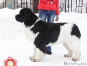 Превью фото № 221894