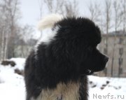 Превью фото № 221914