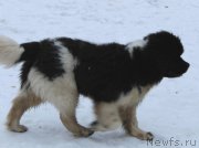 Превью фото № 221916