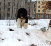 Превью фото № 221917