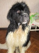 Превью фото № 221921