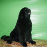 Превью фото № 221927