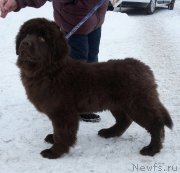 Превью фото № 221932