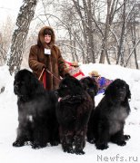 Превью фото № 222021