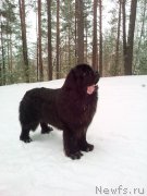 Превью фото № 222024