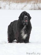 Превью фото № 222051