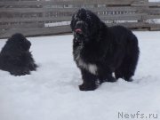 Превью фото № 222052