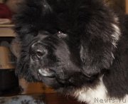 Превью фото № 222083