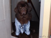 Превью фото № 222109