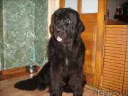 Превью фото № 222117