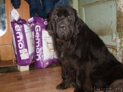 Превью фото № 222119