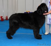 Превью фото № 222145