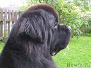 Превью фото № 222158