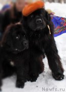 Превью фото № 222161