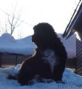 Превью фото № 222205