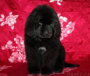 Превью фото № 222213