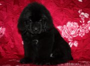 Превью фото № 222216