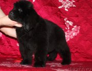 Превью фото № 222228